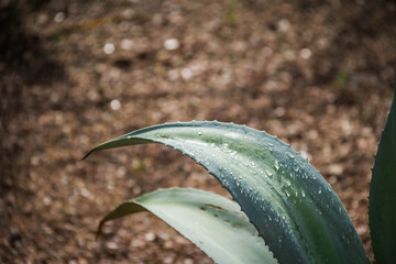 A close up image of the leaves of a desert plant with sporadic water droplets with direct sunlight.