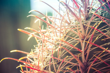 Close up image of the red spikes of a cactus with the background blurred out for copy space.