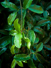 Garden leaves