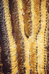 A detail of the surface and thorns of a saguaro cactus of the American southwest in Arizona.
