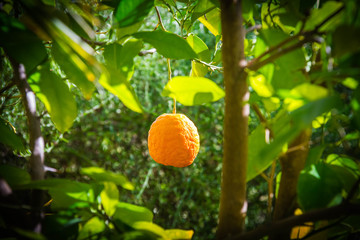 A single orange fruit hanging in a tree of a dark vignette.
