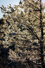 Sunlight passing through the ice and frost covering trees in a winter forest.