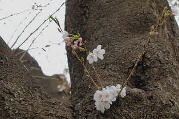 日本　道に咲く桜