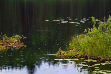 part of the lake with floating peat islands
