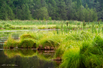 Obraz premium part of the lake with reeds