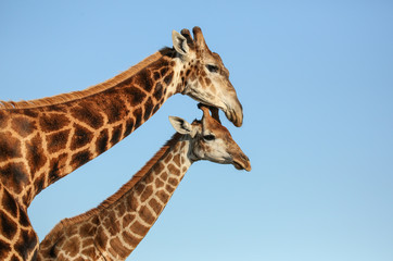 Giraffe mother and offspring in South Africa