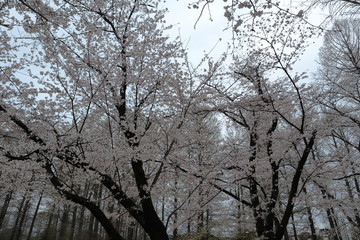 日本　道に咲く桜