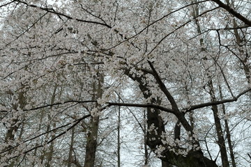 日本　道に咲く桜