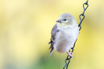 Black-capped Chickadee Feeding on Seed