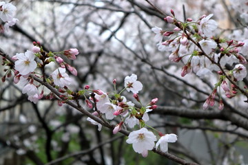 Fototapeta na wymiar 日本　道に咲く桜