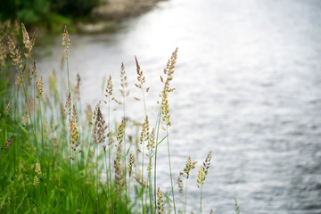 nature around glacier national park on cloudy day