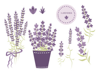 Set of elements on the theme of Provence, lavender flowers in a pot and bouquets for design