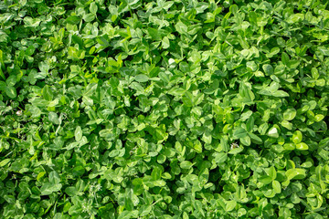 Fototapeta na wymiar Red clover grown in pastures as a nutrient dense stock food and useful for improving soils on farms
