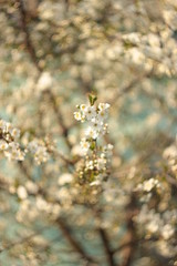 Spring Pink Cherry Blossoms with Blue Sky Background