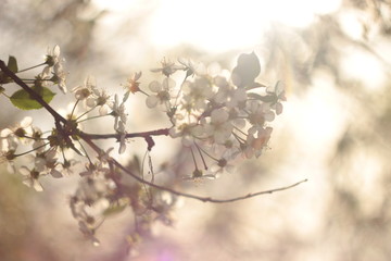 Spring Pink Cherry Blossoms with Blue Sky Background