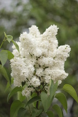 Blossoming common Syringa vulgaris lilacs bush white cultivar. Springtime landscape with bunch of tender flowers. lily-white blooming plants background against blue sky. Sof focus