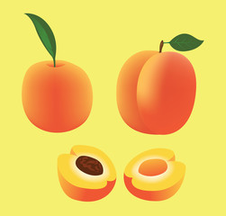 Fruit Food Apricot Vector