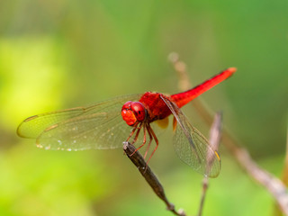 Scarlet Skimmer Dragonfly (Crocothemis servilia). Tattekkad, Kerala, India