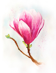 spring magnolia flower on blue background watercolor illustration with clipping path