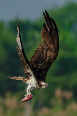 #bird #eagle #flying #nature #wildlife