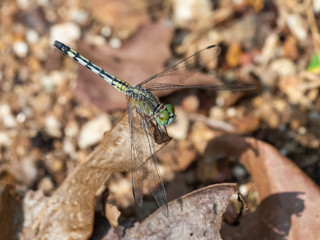 Percher Dragonfly (Diplacodies). Tattekkad, Kerala, India
