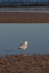 Peaceful beach with gull in a tide pool closeup waves and sand tranquil pool