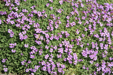 Aubretia Blaukissen Bodenbedecker im Frühling