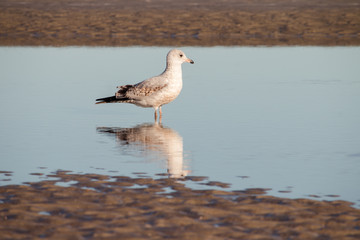 closeup of gull in tranquil serene water with reflection at beach with rippled sand surrounding, peaceful perfection