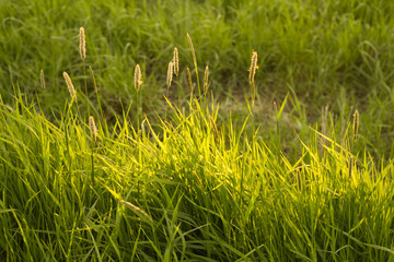 Fresh green grass close-up. Selective focus. sunlight.