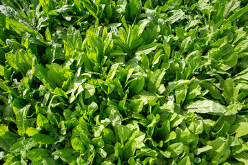 Chicory and clover grown as a pasture crop for dairy cow nutrition