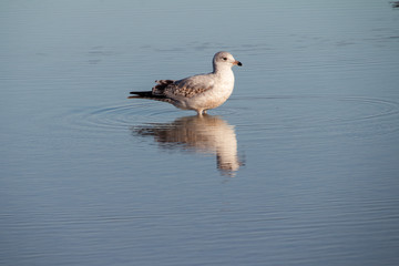 closeup of gull in peaceful water, water all around