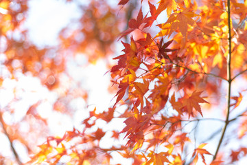 日本の秋の風景