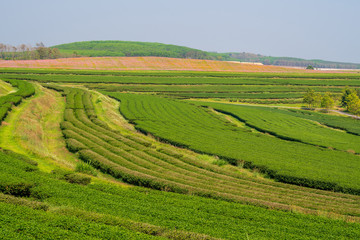 Selective focus landscape row of organic green tea plant and leaves at tea plantation that growth in highland hill in the morning sunlight with cosmos flowers backgrounds.