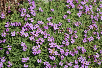 Aubretia Blaukissen Bodenbedecker im Frühling