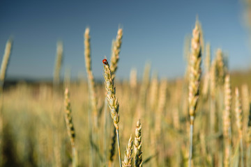 Fototapeta premium Wheat field with a ladybug and countryside scenery.