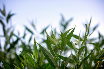 Fresh and green leaves of willow, nature background.
