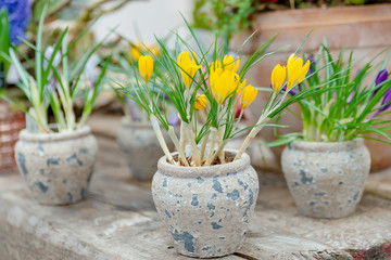 romantische Blumendekoration, Frühling, Tischdekoration, Blumen