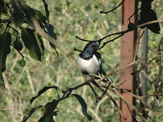 black capped kingfisher