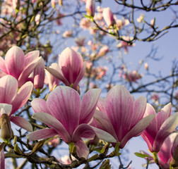 Obraz na płótnie Canvas Magnolia in Spring