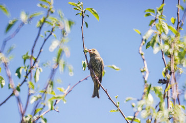 A small thrush on a branch pecks an apple