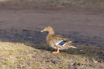 duck in spring