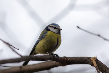 portrait of a bluetit