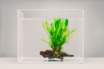 Clear fish tank with aquatic plant