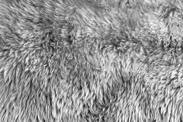 texture of natural gray wool, material, fur 