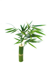 Fototapeta na wymiar Bamboo and bamboo leaves On white background.
