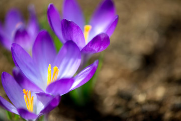 Close up of flowering purple crocus in spring garden - elective focus, copy space