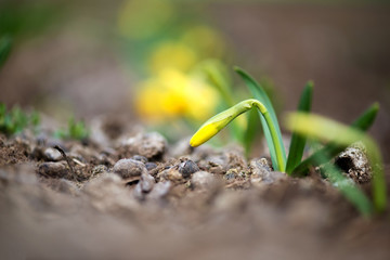 Blooming spring flowers daffodils in early spring garden - selective focus, copy space