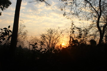 Naklejka premium sunset in forest