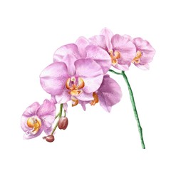 Hand drawn pink orchid flower branch on watercolor paper isolated on white background. Realistic botanical illustration.