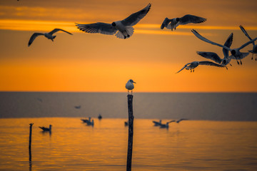 Detail of flying gulls birds above a lone baby gull sitting on a pole stick in the morning at sunrise